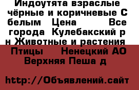 Индоутята взраслые чёрные и коричневые С белым › Цена ­ 450 - Все города, Кулебакский р-н Животные и растения » Птицы   . Ненецкий АО,Верхняя Пеша д.